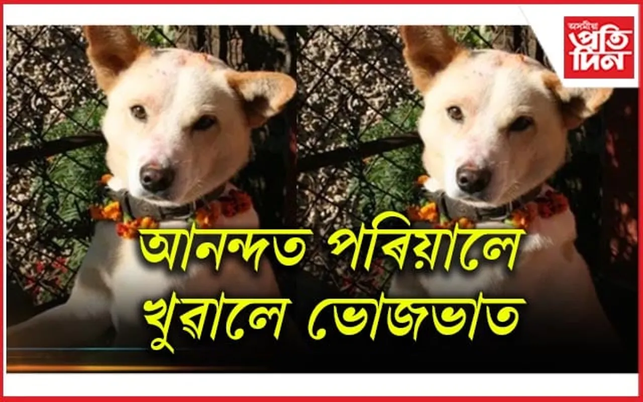 ২৫০ কিলোমিটাৰ অতিক্ৰম কৰি সন্ধানহীন হোৱা কুকুৰ আহিল ঘৰলৈ